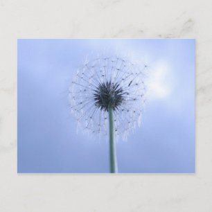 Makin' Wishes Postcard