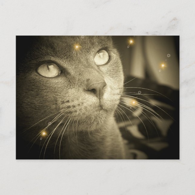 Making a Wish Postcard (Front)