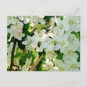 Making Honey Postcard