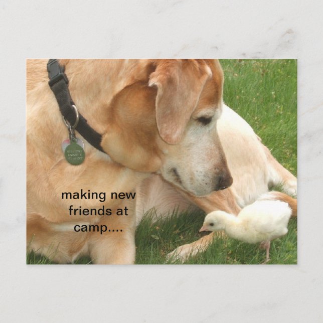 Making New Friends At Camp Postcard (Front)