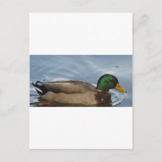 Mal III Postcard