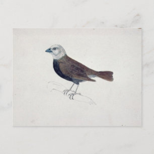 Malacca Crossbeak Postcard