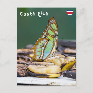 Malachite butterfly - Costa Rica Postcard