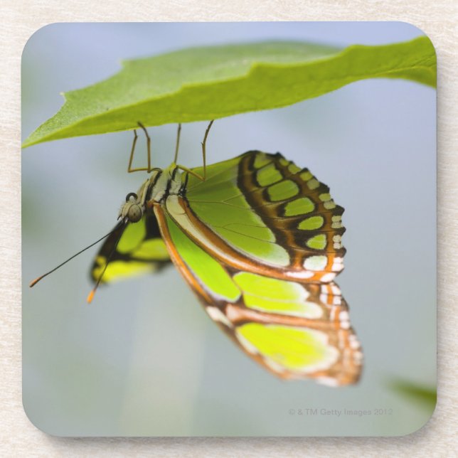 Malachite butterfly on leaf coaster (Front)