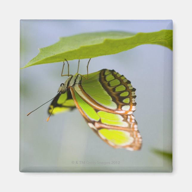 Malachite butterfly on leaf magnet (Front)