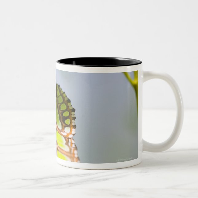 Malachite butterfly on leaf Two-Tone coffee mug (Right)