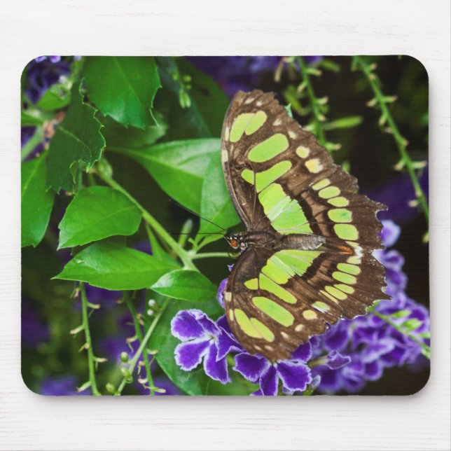 Malachite butterfly on purple flower mouse pad (Front)