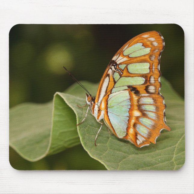 Malachite butterfly perched on a leaf mouse pad (Front)