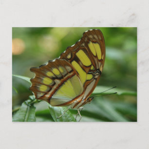 Malachite Butterfly Postcard