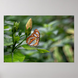 Malachite butterfly  poster