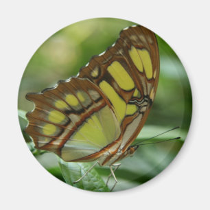 Malachite Butterfly Round Magnet