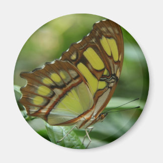 Malachite Butterfly Round Magnet