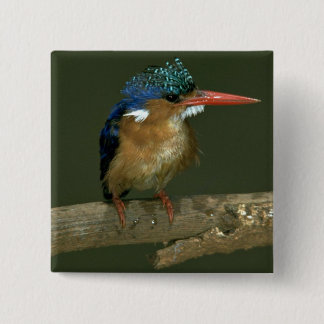 Malachite Kingfisher 2 Inch Square Button
