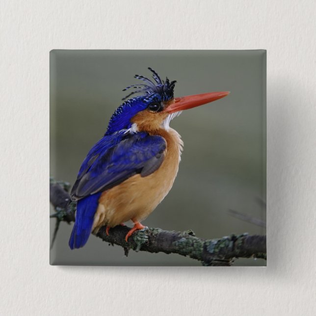 Malachite Kingfisher, Alcedo cristata, Lake 2 Inch Square Button (Front)
