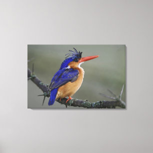 Malachite Kingfisher, Alcedo cristata, Lake Canvas Print