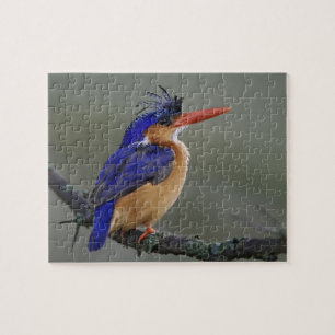 Malachite Kingfisher, Alcedo cristata, Lake Jigsaw Puzzle