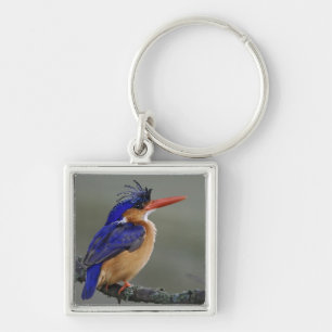 Malachite Kingfisher, Alcedo cristata, Lake Keychain