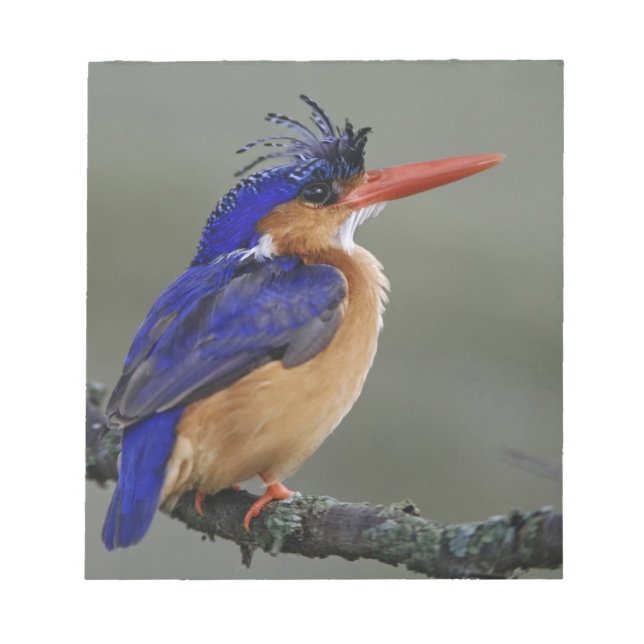 Malachite Kingfisher, Alcedo cristata, Lake Notepad (Front)