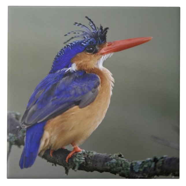 Malachite Kingfisher, Alcedo cristata, Lake Tile (Front)