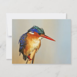Malachite Kingfisher Postcard