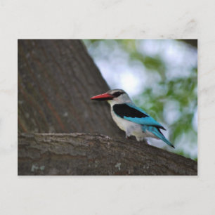 Malachite Kingfisher South Africa Postcard