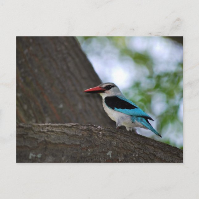 Malachite Kingfisher South Africa Postcard (Front)