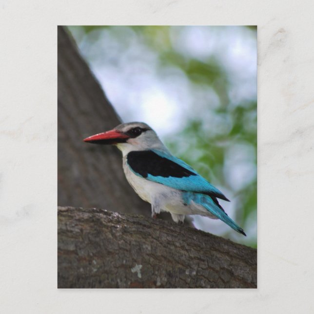 Malachite Kingfisher South Africa Postcard (Front)