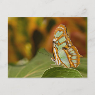 Malachite on a leaf postcard