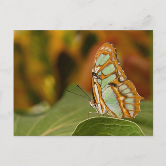 Malachite on a leaf postcard (Front)