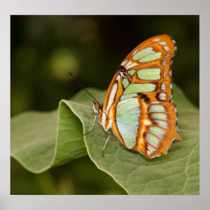 Malachite perched on a leaf poster