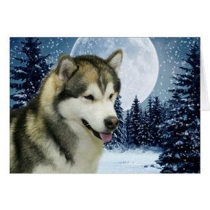 Malamute
