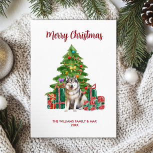 Malamute Christmas Card