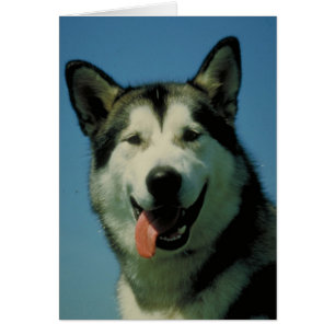 Malamute d'Alaska