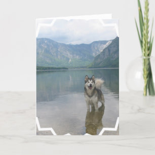 Malamute Dog Greeting Card