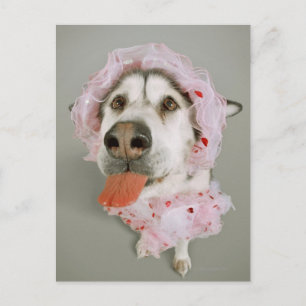 Malamute Dog Wearing a Tutu and Sticking Out Postcard