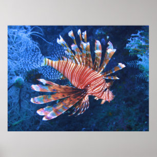 Malapascua Lionfish Poster