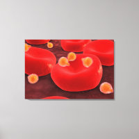 Malaria Parasites Within Red Blood Cells