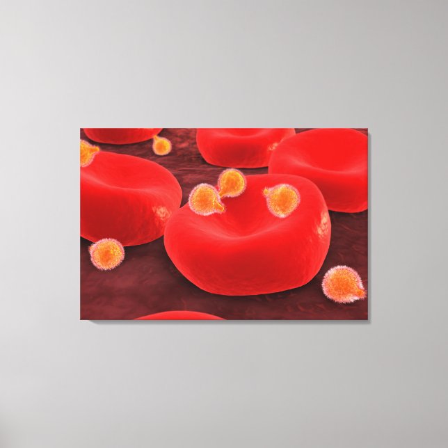 Malaria Parasites Within Red Blood Cells Canvas Print (Front)