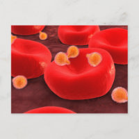 Malaria Parasites Within Red Blood Cells