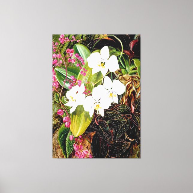 Malayan Moth Orchid and an American Climber Canvas Print (Front)