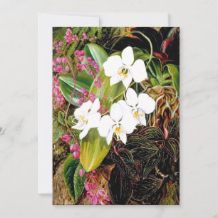 Malayan Moth Orchid and an American Climber Card