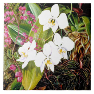 Malayan Moth Orchid and an American Climber Cerami Tile