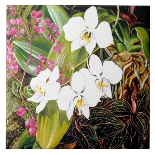 Malayan Moth Orchid and an American Climber Cerami Tile (Front)