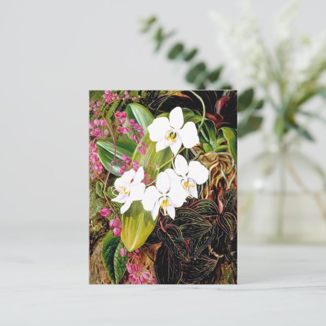 Malayan Moth Orchid and an American Climber Postcard (Standing Front)