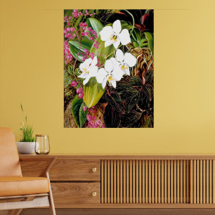 Malayan Moth Orchid and an American Climber Poster