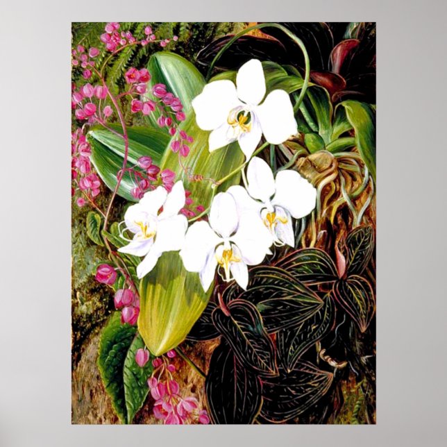 Malayan Moth Orchid and an American Climber Poster (Front)