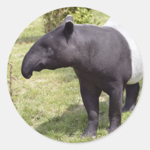 Malayan tapir on grass classic round sticker