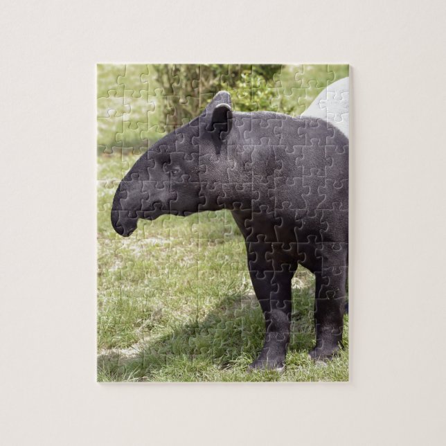 Malayan tapir on grass jigsaw puzzle (Vertical)