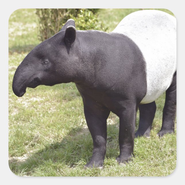 Malayan tapir on grass square sticker (Front)