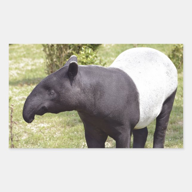 Malayan tapir on grass sticker (Front)